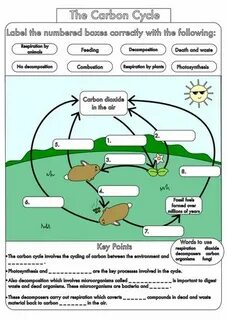 GCSE Biology: Carbon Cycle worksheets and A3 wall posters UP