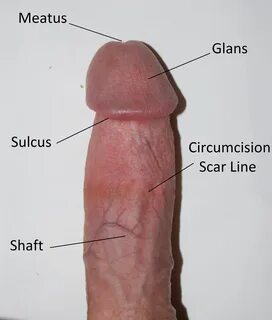 File:Circumcised penis edit.jpg - Wikipedia