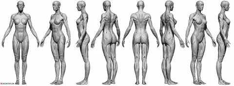 Female Écorché Reference Images Female anatomy reference, Fe