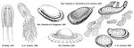 File:Kimberella reconstruction evolution 001A.jpg - Wikimedi