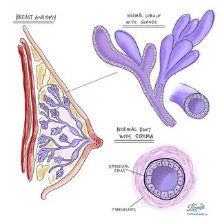 These glands are organized into groups called lobules. 