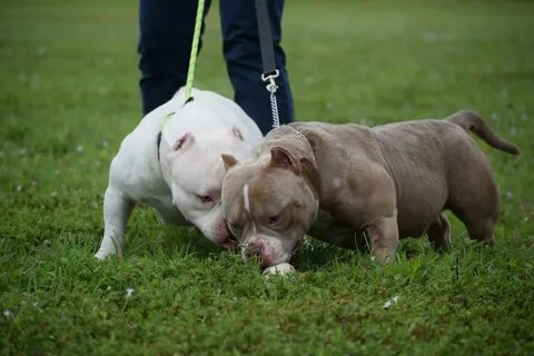 American Bully Puppies For Sale In Houston