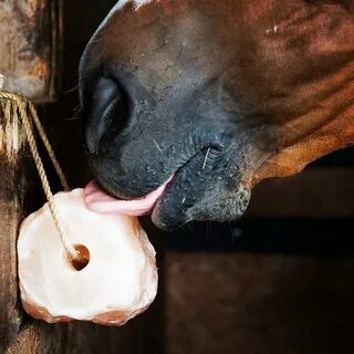 Чем кормят лошадей в конюшне зимой