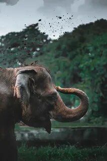 Elephants Wildlife Pictures Download Free Images on Unsplash