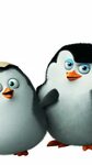 Wallpaper Penguins of Madagascar, cute penguin, cartoon, Mad