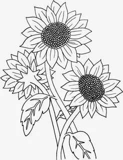 Simple Outline Sunflower Clipart Black And White - medbunker