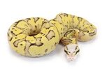 Pastel Sulfur Vanilla - Morph List - World of Ball Pythons