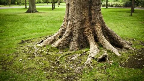 Tree With Roots