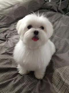 examples of puppy haircuts for a maltese Maltese haircut, Ma