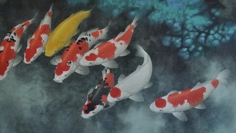 HD Koi Fish Wallpaper (54+ images)