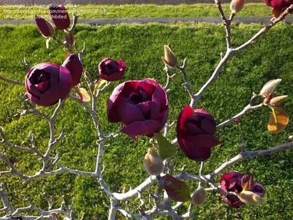 PlantFiles Pictures: Magnolia 'Black Tulip' (Magnolia) by pl