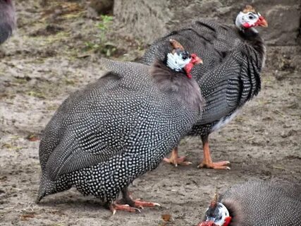 the fun bank: GUINEA FOWL photos - wallpapers