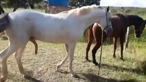 DOWNLOAD: Horse Mating Donkey Mating Amazing Animals Meeting