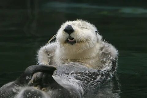 Happy Otter Silver Otter Point Defiance Zoo Mark Wells Flick