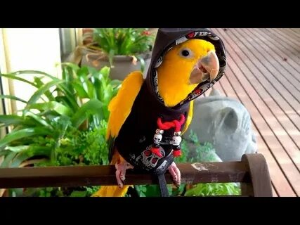 Funny Parrots - The Most Adorable Parrots Compilation 2018