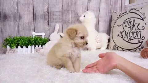 Maltipoo Puppies For Sale in Orange County, CA - YouTube