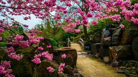 Японский сад цветов. 