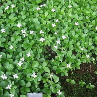 Дёрен канадский (Cornus canadensis) купить по цене 1.440,00 