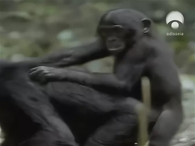 Гифка секс bonobo обезьяна гиф картинка, скачать анимированн