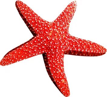 Starfish PNG HD Vector (1) - PNG #7376 - Free PNG Images Sta