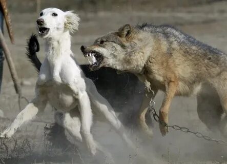 Собака для охоты на волка