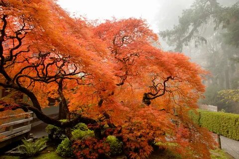 Japanese maple garden four season photo tour