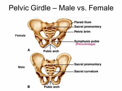 Skeletal System Chapter ppt video online download