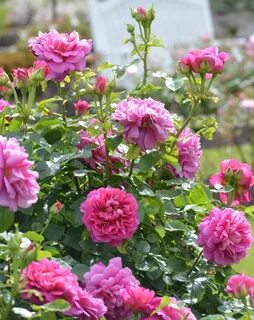 English Rose 'Princess Anne' Royal Caledonian Horticultural 