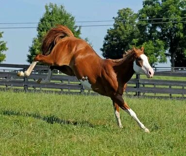 Image result for horse bucking Horses, Horse pictures, Beaut