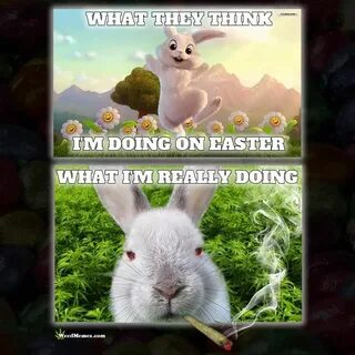 Stoned Easter Bunny Happy Easter Weed Memes #weedmemes #mari