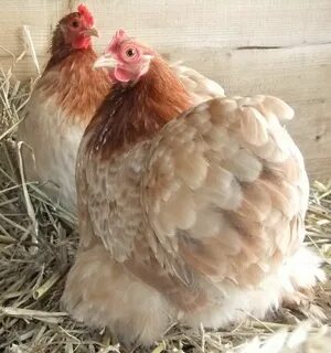 PEKIN BANTAMS,SILKIES,CHICKENS FOR SALE - PEKIN BANTAM GALLE