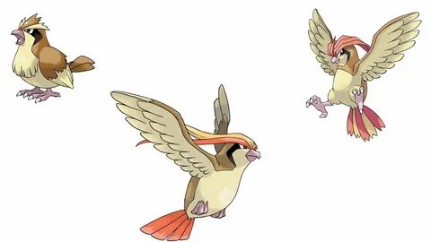 Nicknames For Pidgey/Pidgeotto/Pidgeot - YouTube