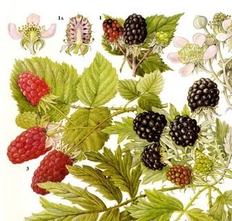 Blackberry Black Raspberries & Loganberries Berry Fruit Food