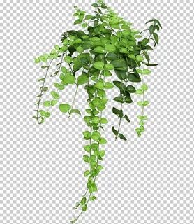 green leafed plant illustration, Flowerpot Houseplant Hangin