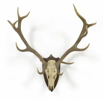antlers - Google Search Stag antlers, Antlers, Small deer
