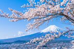 Free photo: Cherry blossom - Bloom, Blossom, Branches - Free