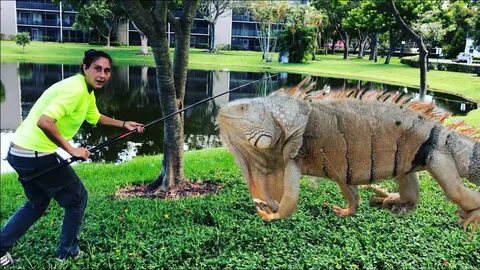 10 TIPS On HOW TO CATCH GIANT FLORIDA IGUANAS with Jessica f