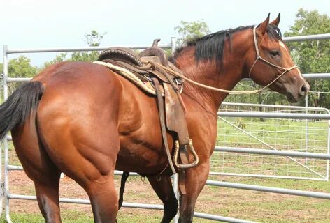 Free photo: Quarter Horse - Animal, Horse, Nature - Free Dow