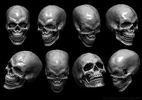 Human Skull Reference Art Skull reference, Skull, Skull art