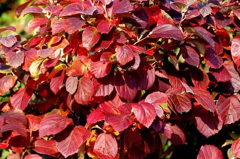 Discover 12 Excellent Shrubs and Vines for Fall Color Colorf