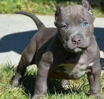 "American Pit Bull Terrier" Puppies For Sale Ashland, VA #13