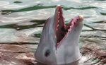 Страшные тайны дельфинов