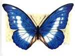 drawing blue morpho butterfly - Clip Art Library