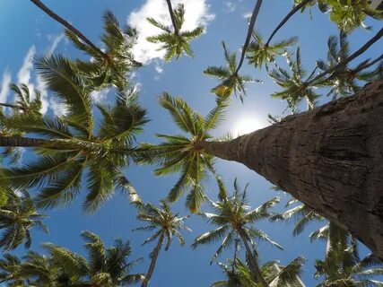Wallpaper ID: 287438 / sea ocean water palms palm trees sky 