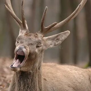 Funny Picture Deer Open Mouth Photos - Free & Royalty-Free S