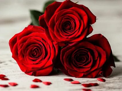 Die Bedeutung von roten Rosen Liebenswert Magazin