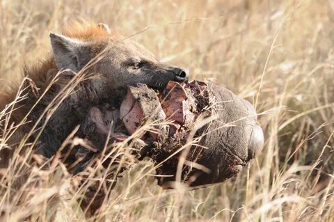 Notes From Kenya: MSU Hyena Research: Elephant Graveyard