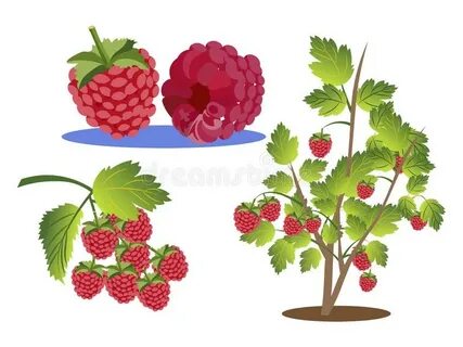 Raspberries Set. Branch, Bush and Berry Isolated on a White 