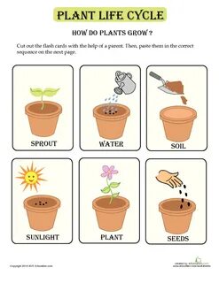 How Plants Grow Lesson Plan Education.com
