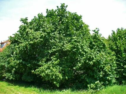 Лещина - лесной орех Tree seeds, Hazelnut tree, Growing shru